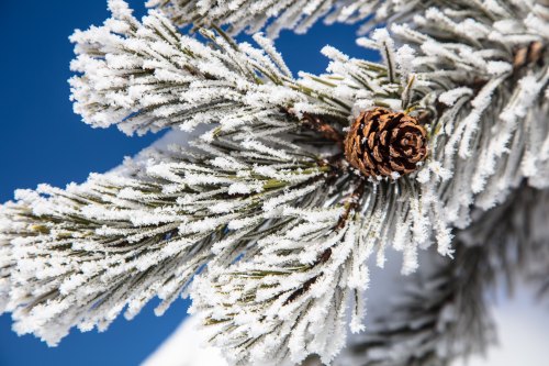 Frost-covered pine branches with a pine cone against a bright blue sky.