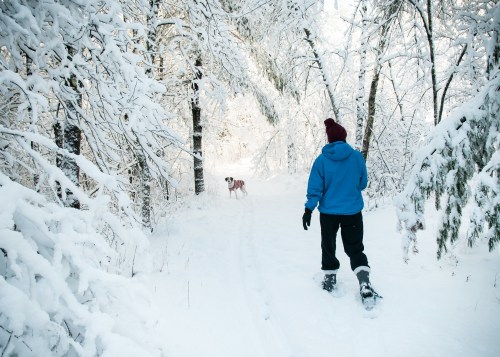 A person in a blue jacket walks through a snowy forest, with a dog standing nearby among the trees.