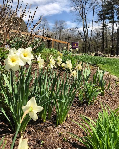 A garden with blooming white daffodils, green foliage, and a clear blue sky in the background.