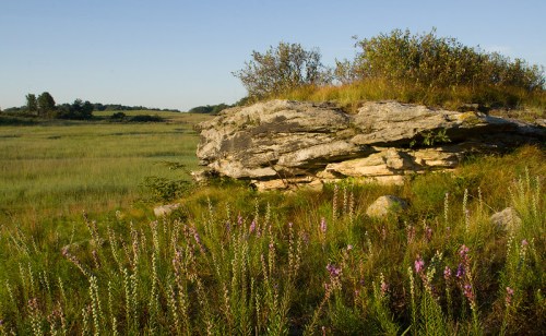 A rocky outcrop surrounded by wildflowers in a grassy field under a clear blue sky.