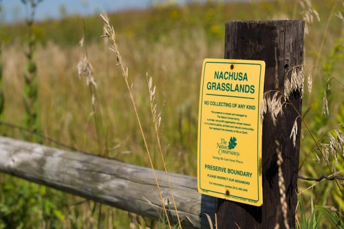 A yellow sign on a wooden post in a grassy field, stating "Nachusa Grasslands" and "No collecting of any kind."