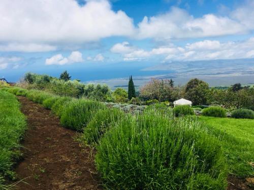 A lush green landscape with lavender bushes, overlooking the ocean and a cloudy blue sky in the background.