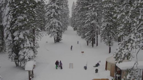 A snowy landscape with tall pine trees, a ski path, and a few people enjoying winter activities.