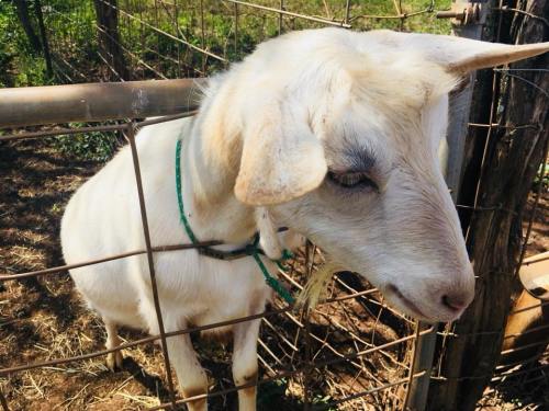 A white goat with a single horn stands by a fence, looking curiously through the wire enclosure.