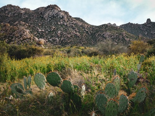 A scenic landscape featuring cacti in the foreground, vibrant wildflowers, and rocky hills in the background.