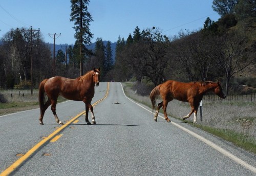 Two brown horses crossing a rural road, surrounded by trees and open fields under a clear blue sky.