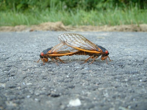 Two cicadas with orange wings and red eyes on a gravel road, surrounded by green grass in the background.