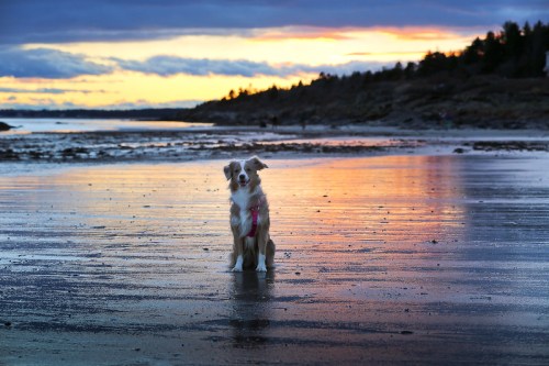 A dog stands on a wet beach at sunset, with colorful reflections in the water and a scenic background.