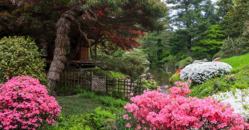 A serene garden scene featuring vibrant pink azaleas, lush greenery, and a tranquil pond surrounded by trees.
