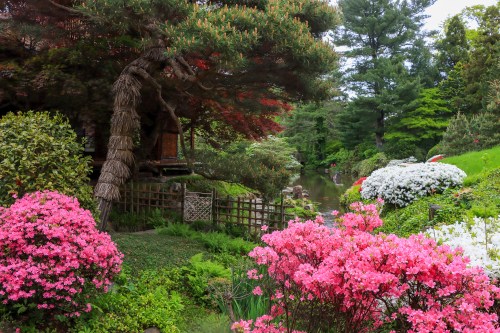 A serene garden scene featuring vibrant pink azaleas, lush greenery, and a tranquil pond surrounded by trees.