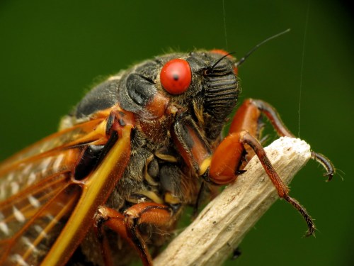 Close-up of a cicada with striking red eyes perched on a twig, showcasing its detailed features and textures.