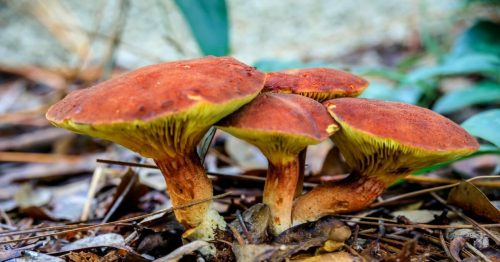 Three reddish-brown mushrooms with yellowish edges growing among leaves and twigs on the forest floor.