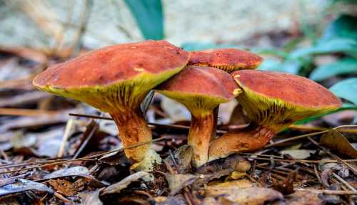 A cluster of reddish-brown mushrooms with yellow gills, growing among fallen leaves and forest debris.