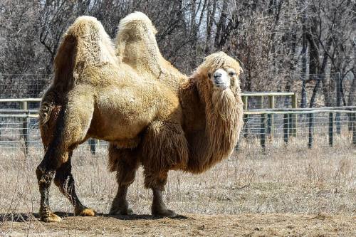 A Bactrian camel with two humps stands in a grassy area, surrounded by bare trees and a fence in the background.
