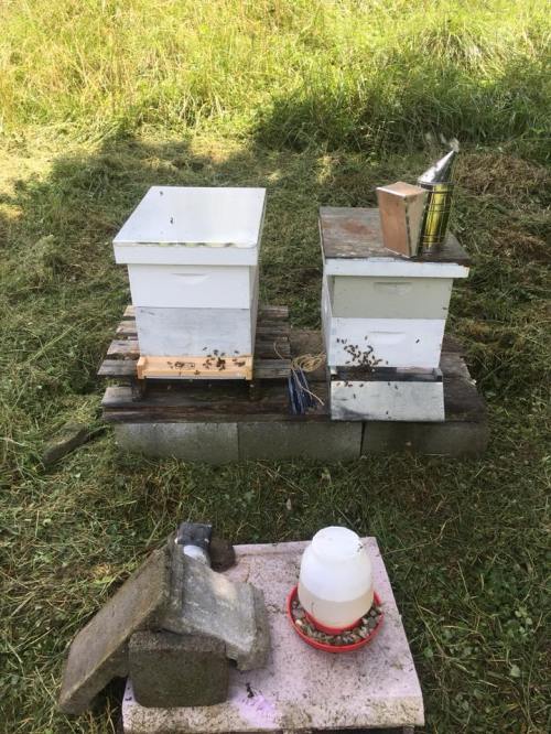 Two beehives on a wooden platform in a grassy area, with a smoker and feeding container nearby.