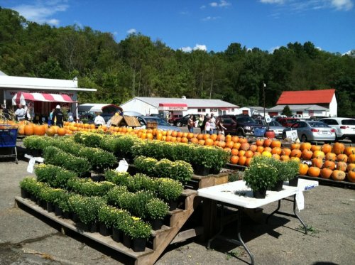 A bustling outdoor market with pumpkins, flowers, and shoppers under a clear blue sky.
