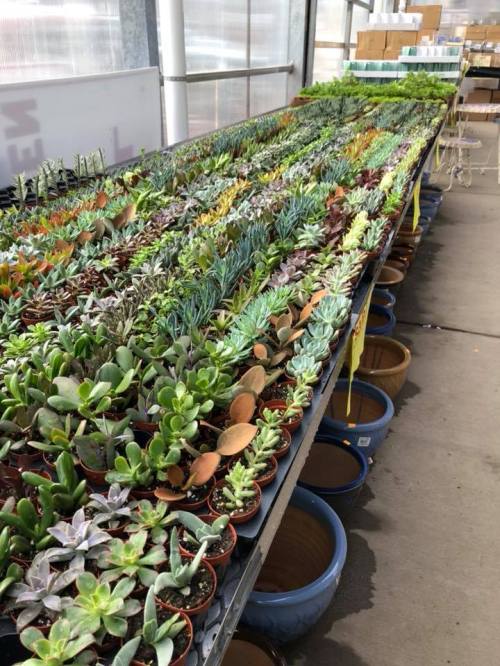 A long table filled with various potted succulents and plants in a greenhouse setting.