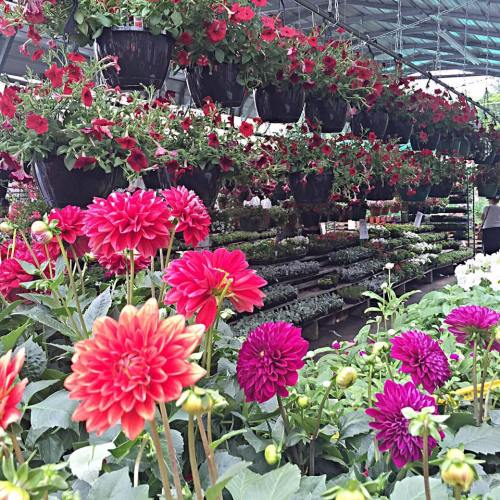 A vibrant greenhouse filled with hanging red flowers and colorful dahlias in the foreground.