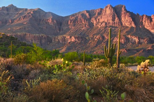 Desert landscape featuring cacti and rugged mountains under a clear blue sky.