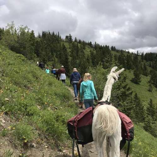 A group of hikers, including a llama, walking along a trail surrounded by green hills and trees under a cloudy sky.
