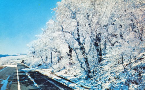 A snowy road lined with frosted trees under a clear blue sky.