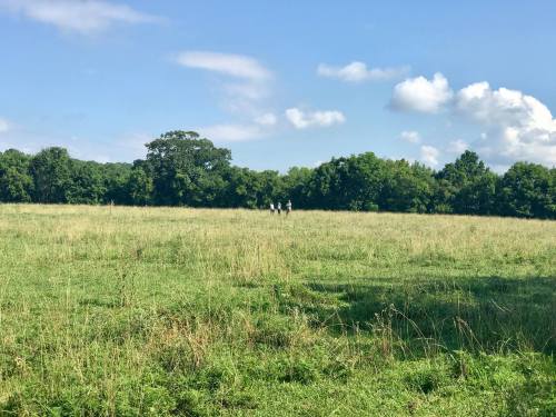 A wide grassy field under a blue sky with a few clouds, featuring four people walking in the distance.