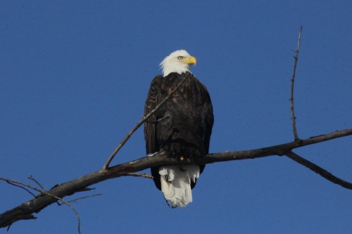 A bald eagle perched on a branch against a clear blue sky.