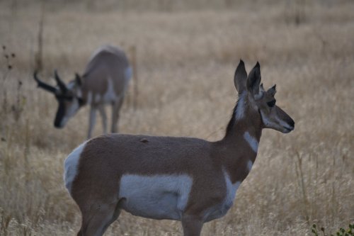 Two antelope in a grassy field, one in the foreground and another blurred in the background.