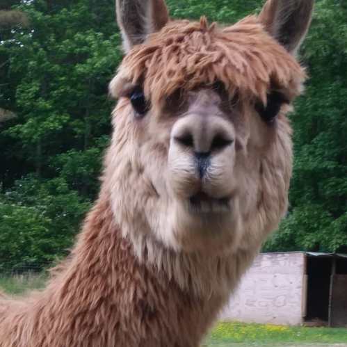 A close-up of a fluffy brown alpaca with a curious expression, set against a green background.