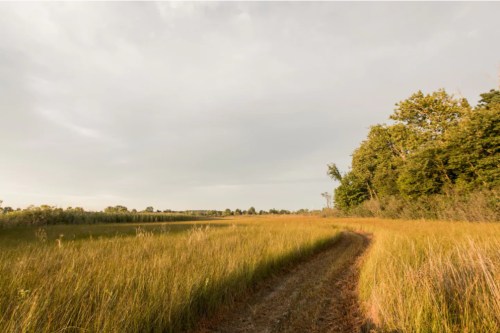 A winding dirt path through tall grass and trees under a cloudy sky in a serene landscape.