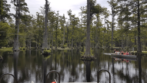 A serene swamp scene with tall trees reflecting in calm water, and a small boat with people paddling in the distance.