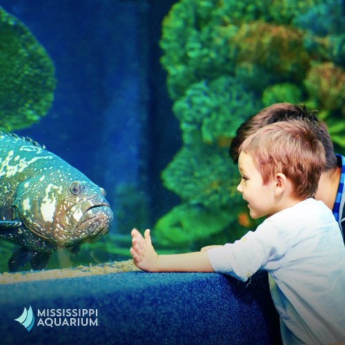 A child gazes in awe at a large fish in an aquarium, with vibrant underwater scenery in the background.