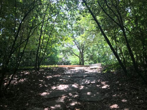 A stone path leads through lush greenery to a clearing with a large tree in the background. Sunlight filters through the leaves.