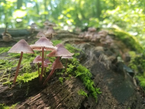 A cluster of small, pinkish mushrooms growing on a moss-covered log in a lush, green forest.
