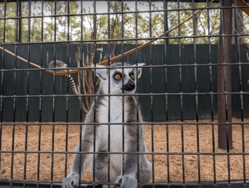 A lemur sits behind a metal fence, looking curiously at the camera in its enclosure.
