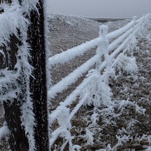 Frost-covered fence posts and grass in a winter landscape, creating a serene, icy scene.