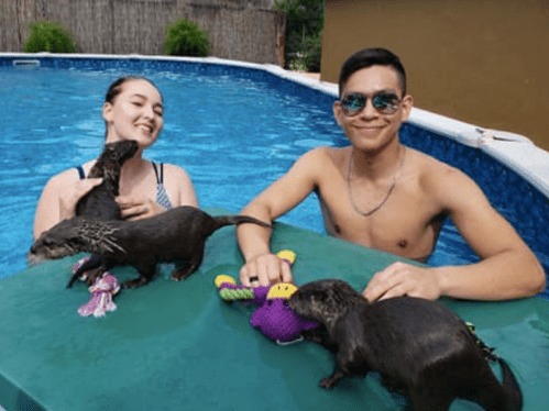 A young woman and man play with two otters by a pool, enjoying a sunny day.