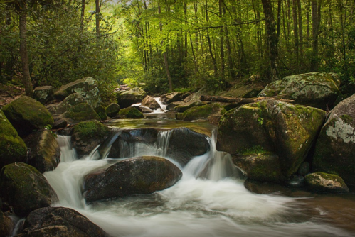 A serene forest scene featuring a flowing stream over smooth rocks, surrounded by lush green trees.