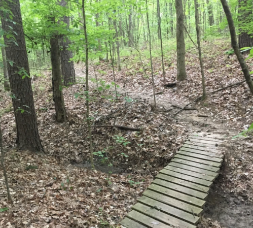 A wooden bridge crosses a small path in a lush, green forest with trees and fallen leaves.