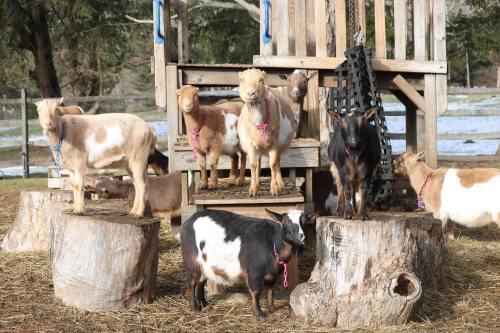 A group of goats of various colors standing on wooden stumps near a play structure in a farm setting.