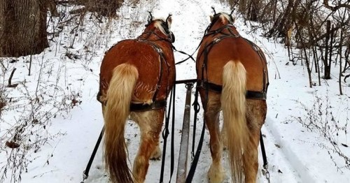 Two horses in harness walking down a snowy path, surrounded by trees.