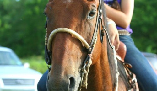 A close-up of a brown horse with a rider in the background, set against a blurred green landscape.