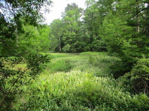 Lush green landscape with tall grasses and trees surrounding a tranquil, open area of water.