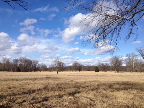A wide, open field with dry grass under a blue sky filled with fluffy white clouds and scattered trees in the background.