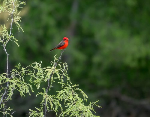 A vibrant red bird perched on a green leafy branch against a blurred green background.