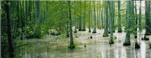 A serene swamp scene with tall trees and water reflecting the greenery, creating a tranquil natural environment.