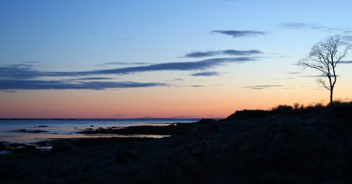 A serene coastal scene at sunset, featuring a silhouette of a tree against a colorful sky and calm waters.