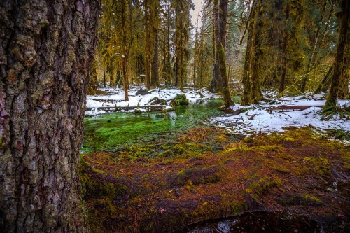 A serene forest scene with tall trees, a mossy ground, and a small, clear green pond partially covered in snow.