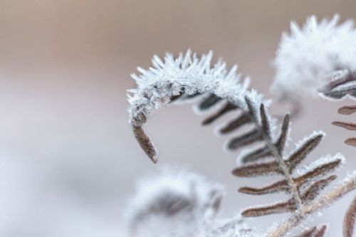Close-up of a frosted fern leaf, glistening with ice crystals against a soft, blurred background.