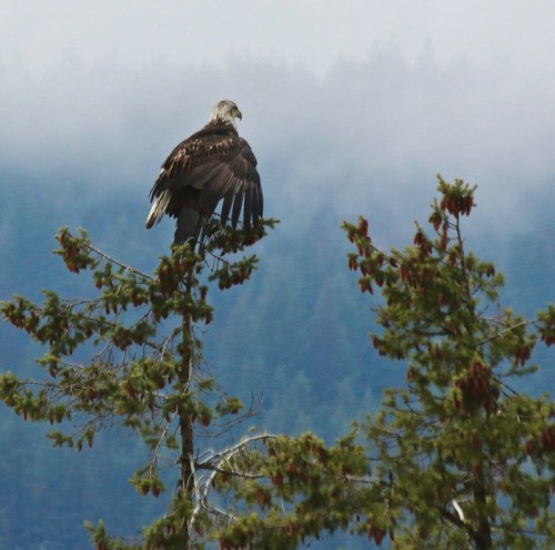 A majestic eagle perched on a tree branch, overlooking a misty forest landscape in the background.